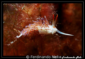 Cratena peregrina nudibranch. by Ferdinando Meli 